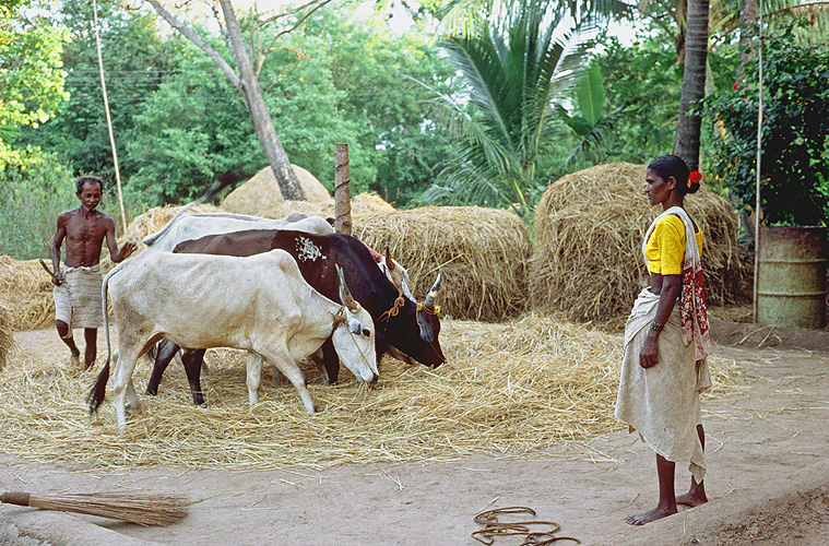 Dreschplatz in einem Dorf im Konkan - Goa 11