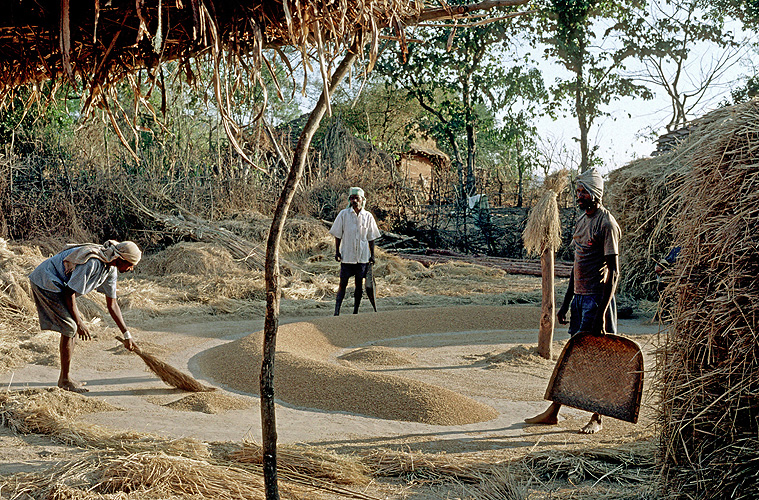Reisernte auf einem Dreschplatz - Goa 12