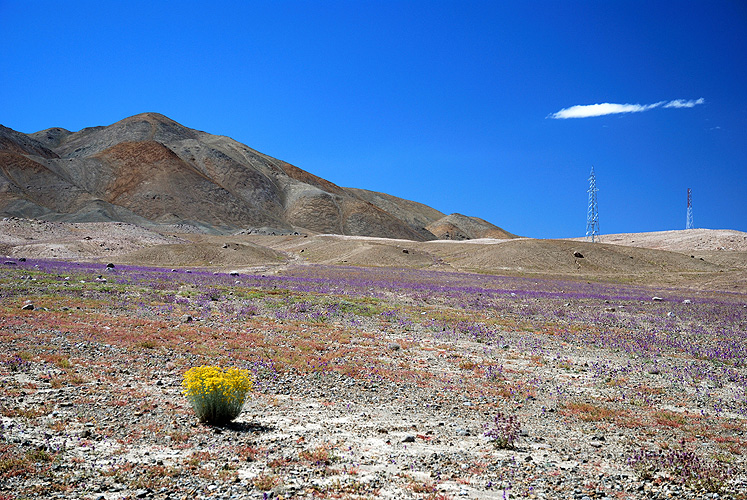  Sp�rliche Vegetation in einem Hochtal 