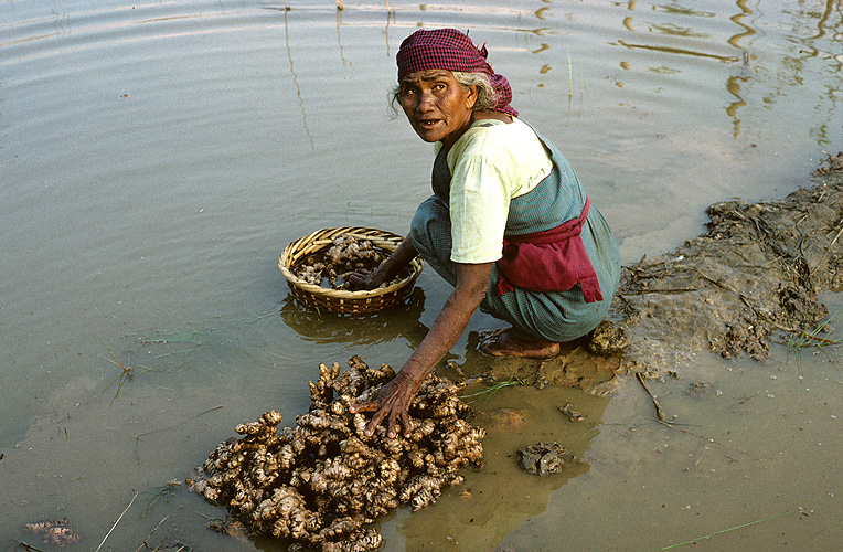 B�uerin w�scht Ingwerwurzeln, Assam 