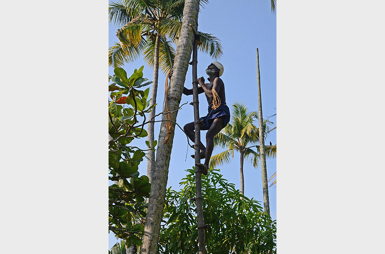 Kokosnusspfl�cker in Kerala 