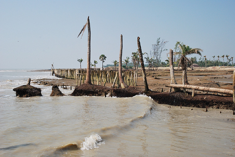 Mit der Erosion der K�ste sterben die Palmen - Sunderbans 18