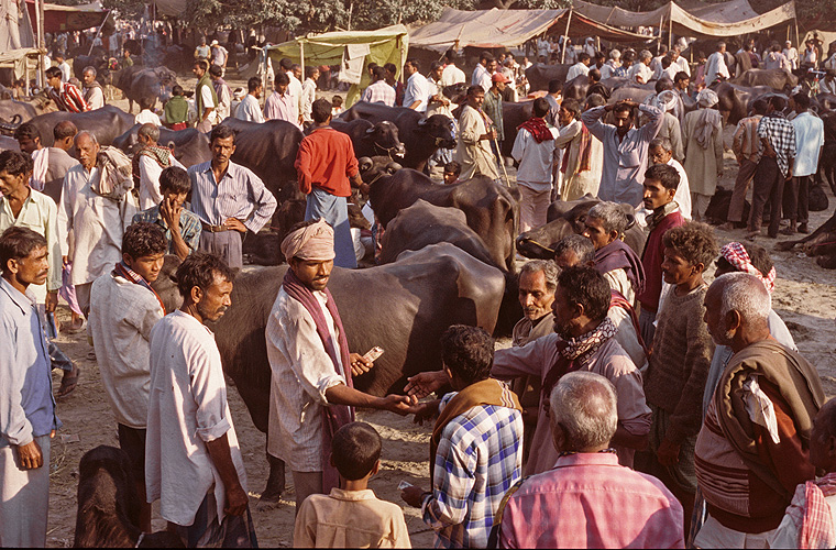 Auf dem Viehmarkt wechseln Wasserb�ffel ihre Besitzer - Sonepur Mela 05
