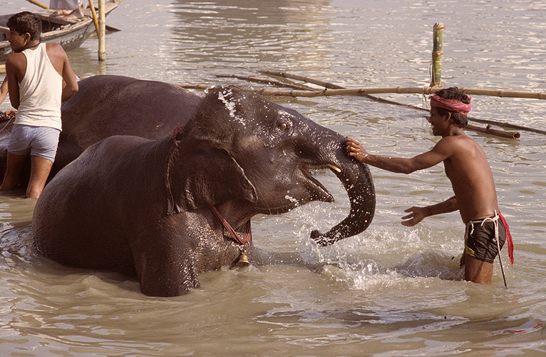 Elefant und Pfleger genie�en das Bad im Fluss - Sonepur Mela 17